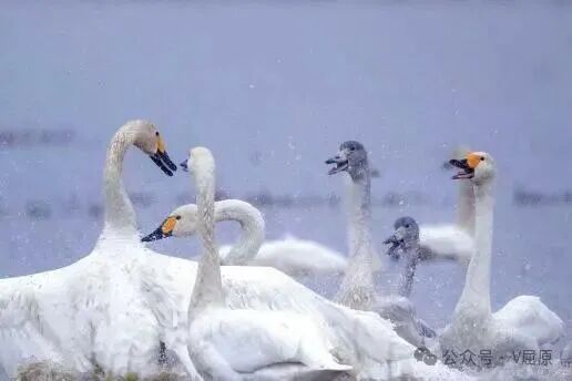 ��������С���������ǻۣ��������ë�������